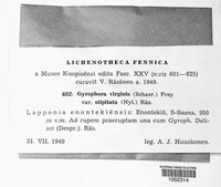 Image of Umbilicaria virginis